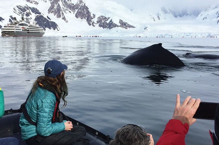 WILDLIFE BUCKET LIST: 8 WHALES AND SEALS TO SEE IN ANTARCTICA
