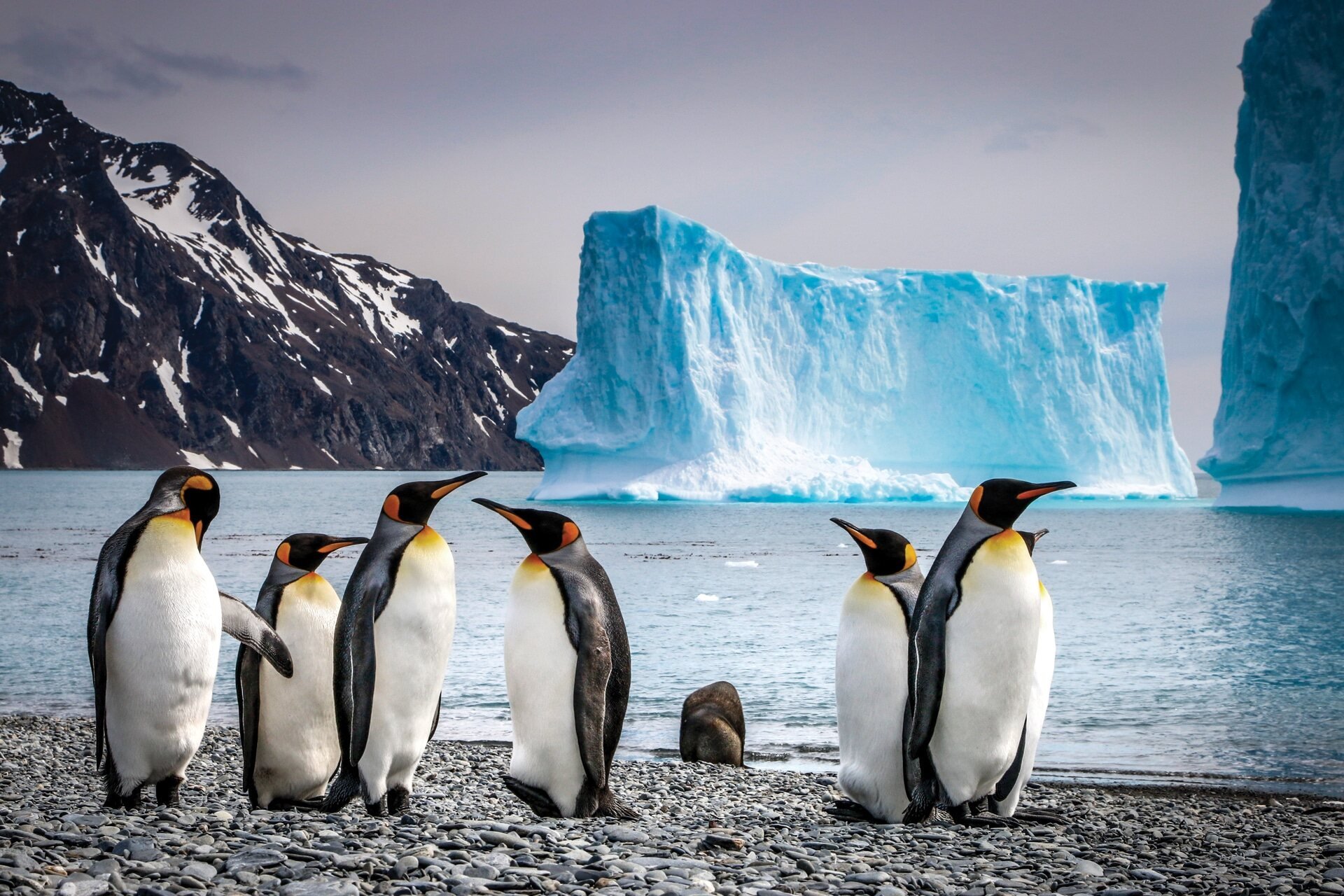 THE WONDERS OF PENGUIN HIGHWAYS WITH AURORA EXPEDITIONS