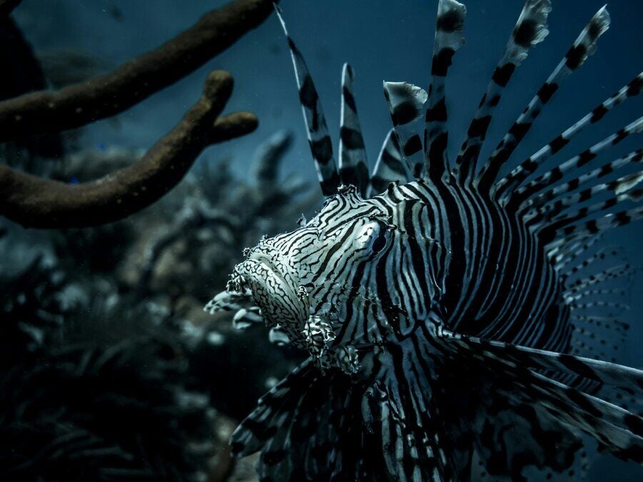 The New Crown Jewel of Scuba Diving Destinations: The Turks and Caicos Islands