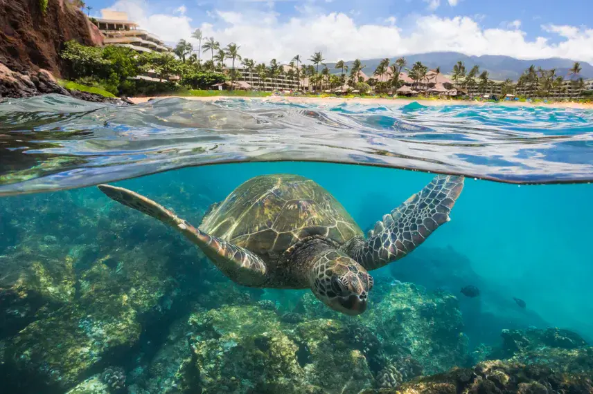 Top 7 Must-Do Activities in Maui for an Unforgettable Adventure